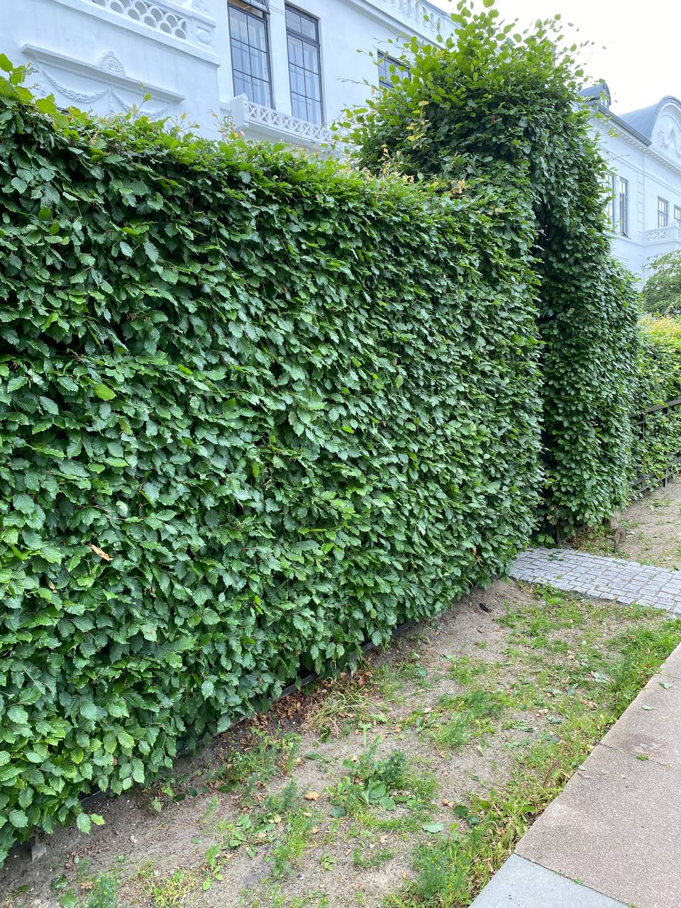 Terrasse i København